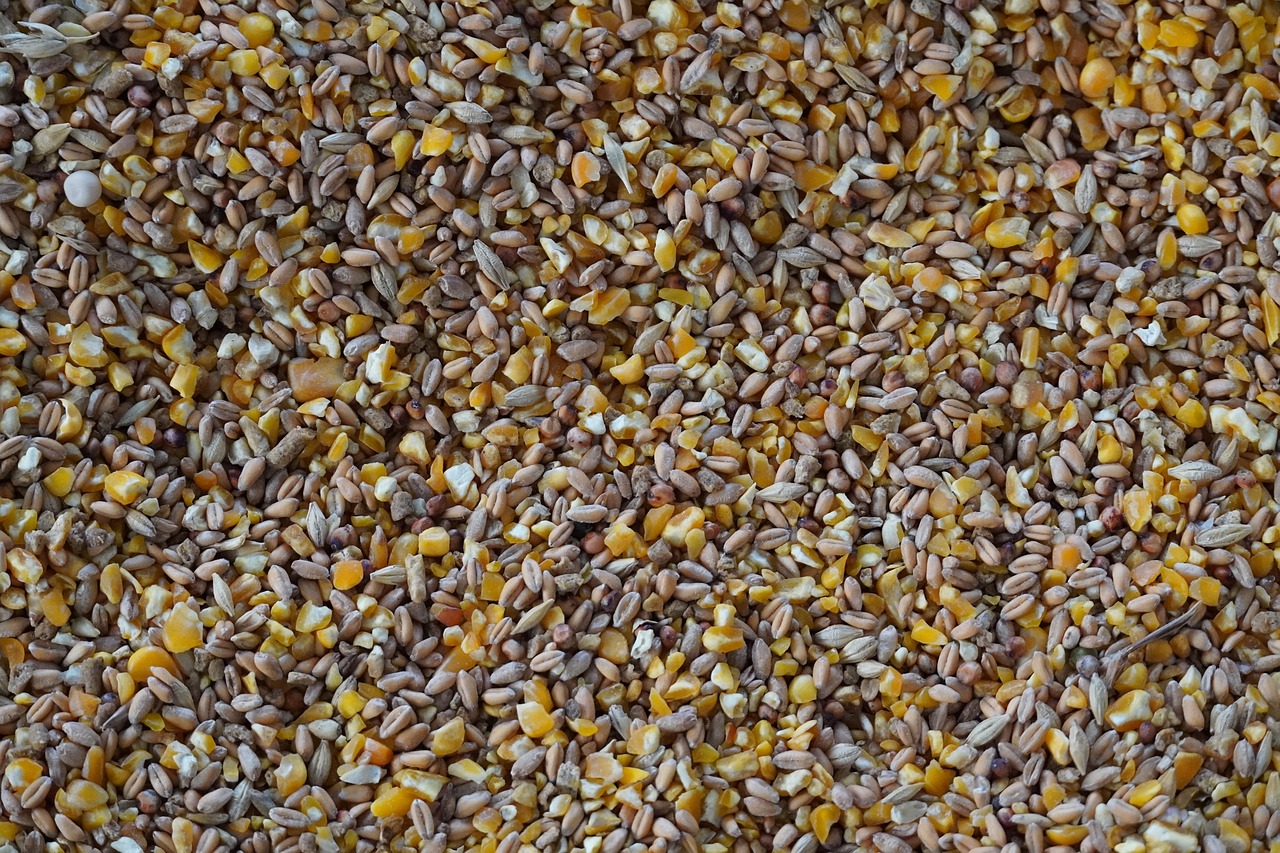 grain-7153392_1280.jpg